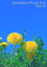 Dandelion Photo 10-9Not AI