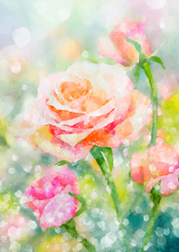 Beautiful rose flower(R2718)