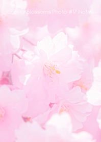 Cherry Blossoms Photo #17-10 NotAI
