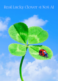 Real Lucky Clover #1-1 NotAI