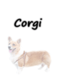 Welsh Corgi