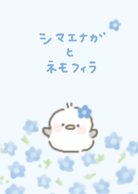 シマエナガとネモフィラ