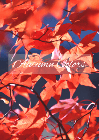 --- Autumn Colors --- 1