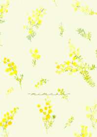 Spring color flowers -mimosa flesh-