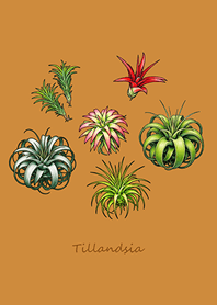 優雅的空氣鳳梨(焦糖色)