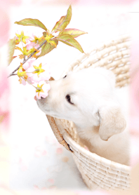 癒し子犬♪花見ラブラドール