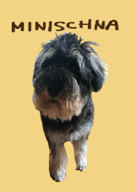 I'm Miniature Schnauzer