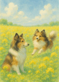 Sheltie in a Field of Rapeseed Flowers2