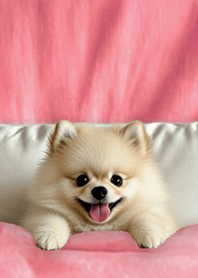 療癒趣味蓋棉被狗勾-博美狗1L 粉紅色