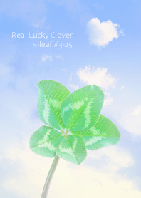 Real Lucky Clover 5-leaf#3-25