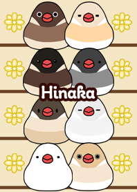 Hinaka Round and cute Java sparrow