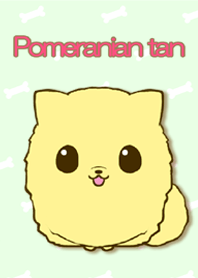 Pomeranian tan