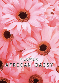 FLOWER AFRICAN DAISY