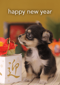 ダックス＋チワワ MIXdog