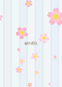 Cherry blossom dance season29 from Japan