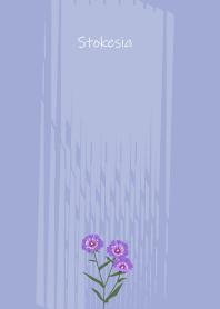 May birth flower,Stokesia.