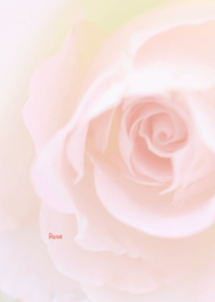 Rose Theme 42