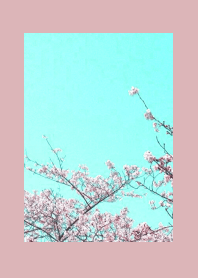 CHERRY BLOSSOMS & BLUE SKY-DUSTY PINK