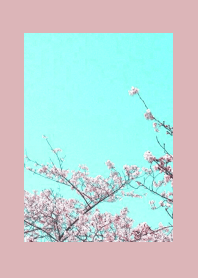 CHERRY BLOSSOMS & BLUE SKY/DUSTY PINK