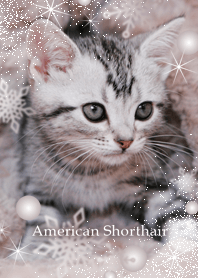 Glittering American Shorthair