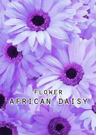 FLOWER AFRICAN DAISY[Amethyst]