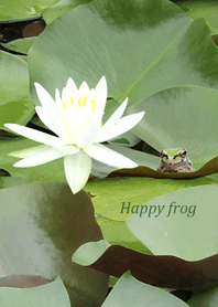 Water lily and frog
