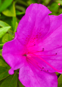 Beautiful Magenta Azalea