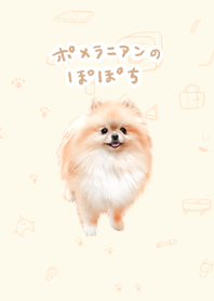 ポメラニアンのぽぽち〜photo ver.