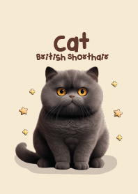 Cat Cute : British Shorthair :)