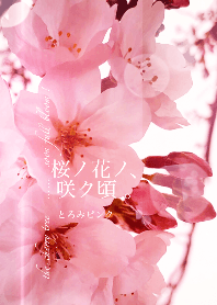 When cherry blossoms bloom. Sakura pink