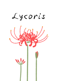 彼岸花♡リコリス