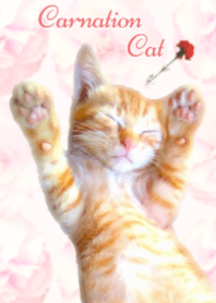 카네이션 고양이