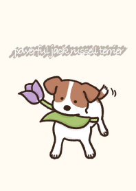 powerful jack russell terrier(smooth)