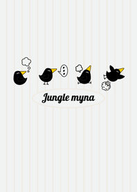 Jungle myna