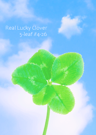 Real Lucky Clover 5-leaf#4-26