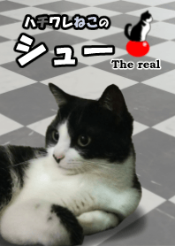 Lovely Kitten theme the real