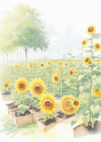 สวนทานตะวัน pj