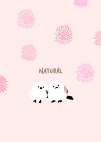 Long-tailed tit snuggling up23from Japan