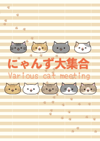 Various cat meeting