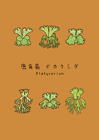 私のシダ(キャラメル色)