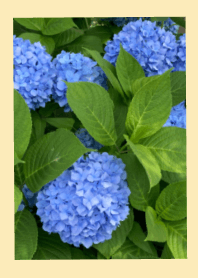 Flower JUNE Blue