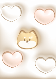 beige Fluffy Shiba Inu 05_2