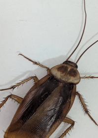 Boosting Courage - Cockroach  260724a2