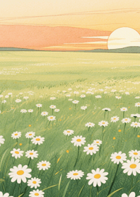 ดอกเดซี่ในทุ่งกว้าง