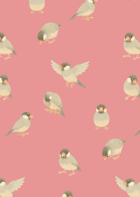 I am a Java sparrow2 on light pink