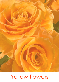 Yellow flowers-hisatoto 72