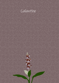 April birth flower,Calanthe.