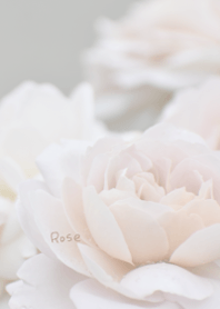 Rose Theme 12