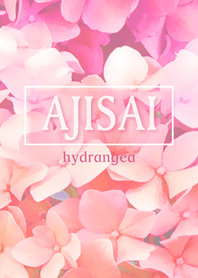 AJISAI hydrangea pink