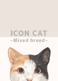 ICON CAT - Mixed breed cat - BEIGE/04